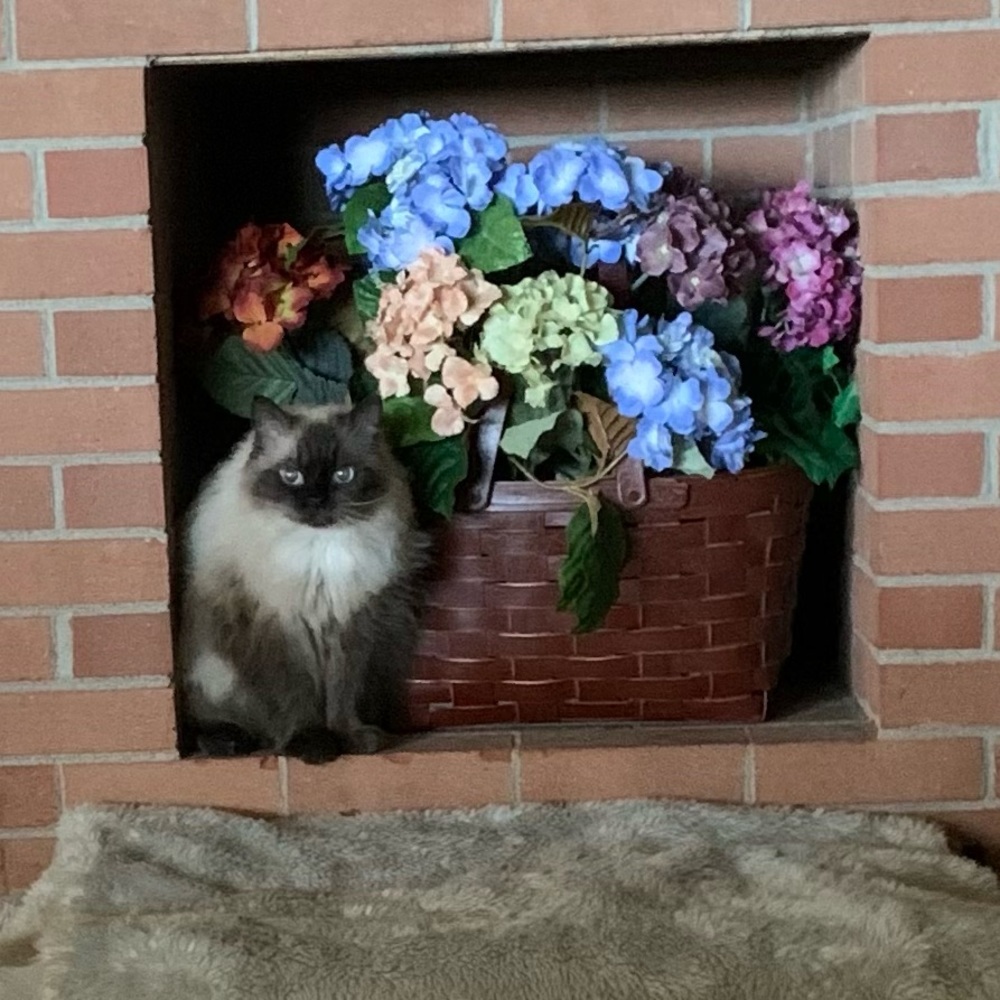 Meet your Posher, Lisa